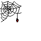 spiders web